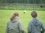 100516-lvdv-ooievaar_06